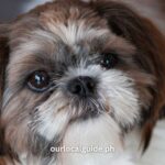 How Much Is Shih Tzu In Philippines